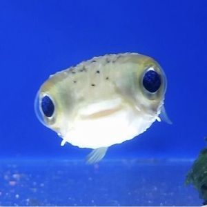 Meet your Posher, Gianna